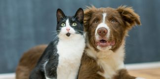 5 Best Pet Psychics / Intuitives Best Pet Psychics