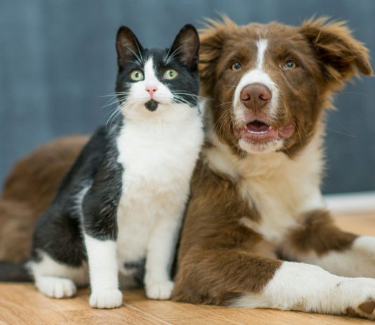 5 Best Pet Psychics / Intuitives Best Pet Psychics