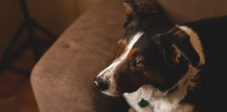 Are Oral Flea and Tick Medications the Best Choice for Your Pet? Are Oral Flea and Tick Medications the Best Choice for Your Pet