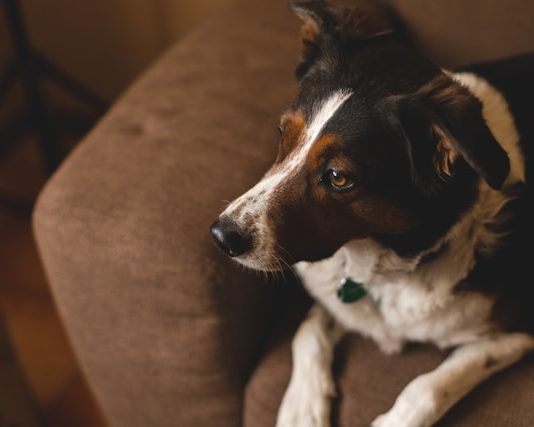 Are Oral Flea and Tick Medications the Best Choice for Your Pet? Are Oral Flea and Tick Medications the Best Choice for Your Pet