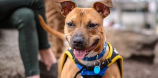 Essential Tips for Keeping Your Dog Healthy and Happy Year-Round Essential Tips for Keeping Your Dog Healthy and Happy Year-Round