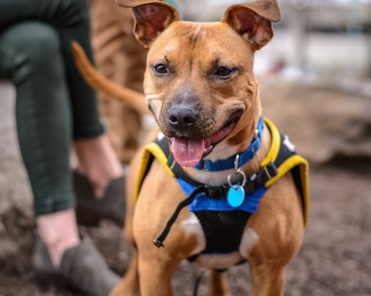 Essential Tips for Keeping Your Dog Healthy and Happy Year-Round Essential Tips for Keeping Your Dog Healthy and Happy Year-Round